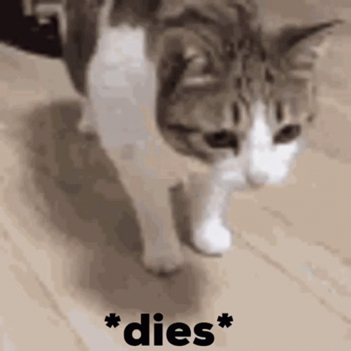 cat dies